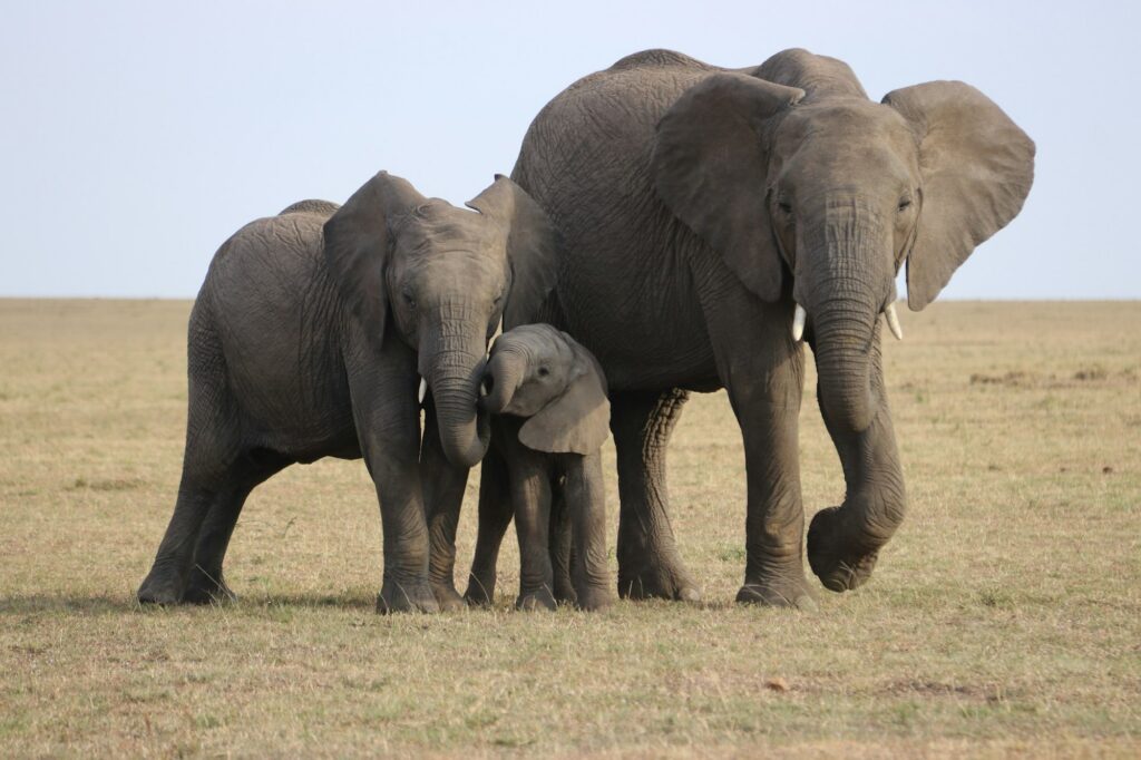 Kenya · Safari & Swahili Coast